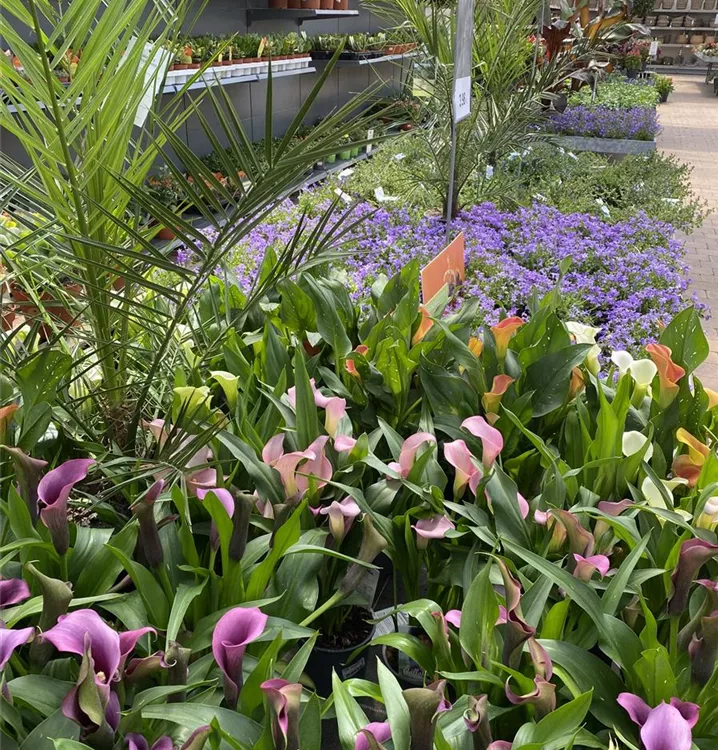 für die Sommerbepflanzung für die Sommerbepflanzung