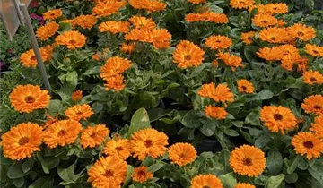 Zum Vergrößern klicken Bildvorschau