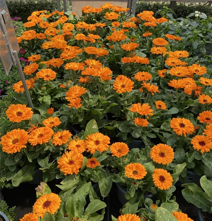 und viele andere attraktive Beetpflanzen und viele andere attraktive Beetpflanzen