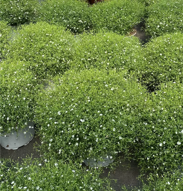 Gypsophila elegans