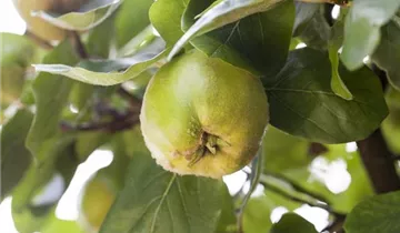 Zum Vergrößern klicken Bildvorschau