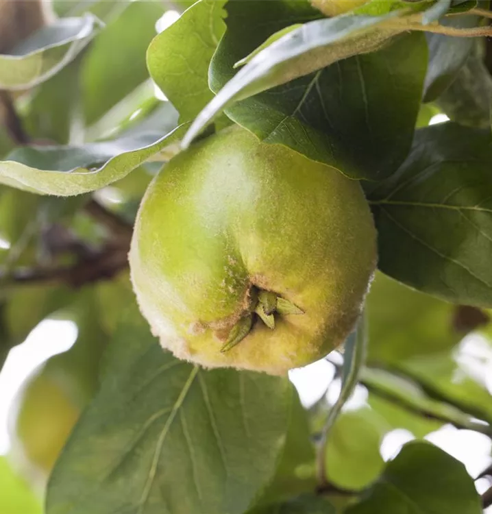 Cydonia oblonga Cydonia oblonga