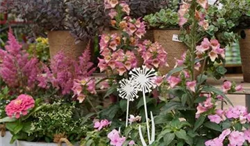 Zum Vergrößern klicken Bildvorschau