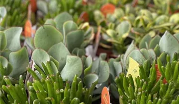 Zum Vergrößern klicken Bildvorschau