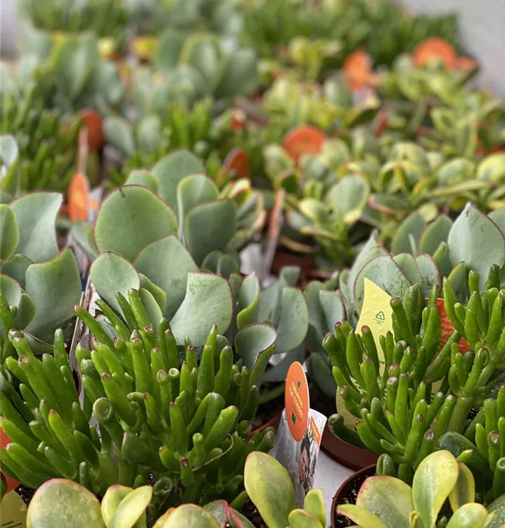 trockenheits- & hitzetolerant trockenheits- & hitzetolerant