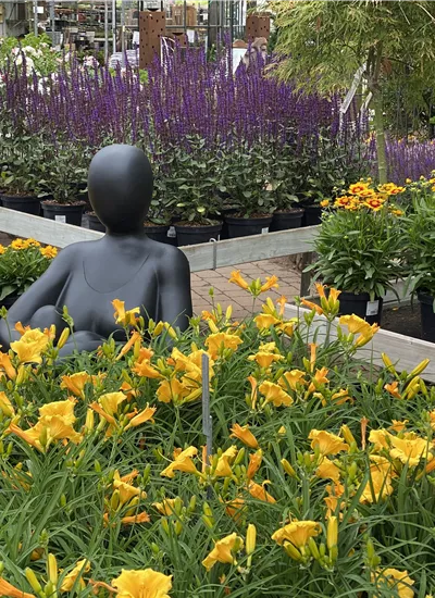 Solitärstauden Solitärstauden