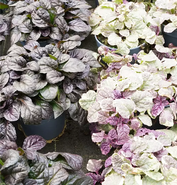 Ajuga reptans