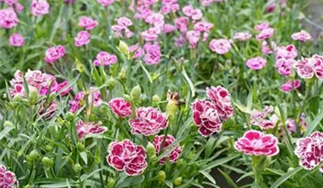 Bösen GmbH & Co.KG Bösen GmbH & Co.KG