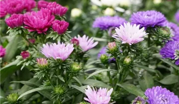 Zum Vergrößern klicken Bildvorschau