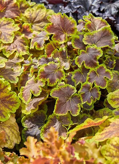 Purpurglöckchen Purpurglöckchen