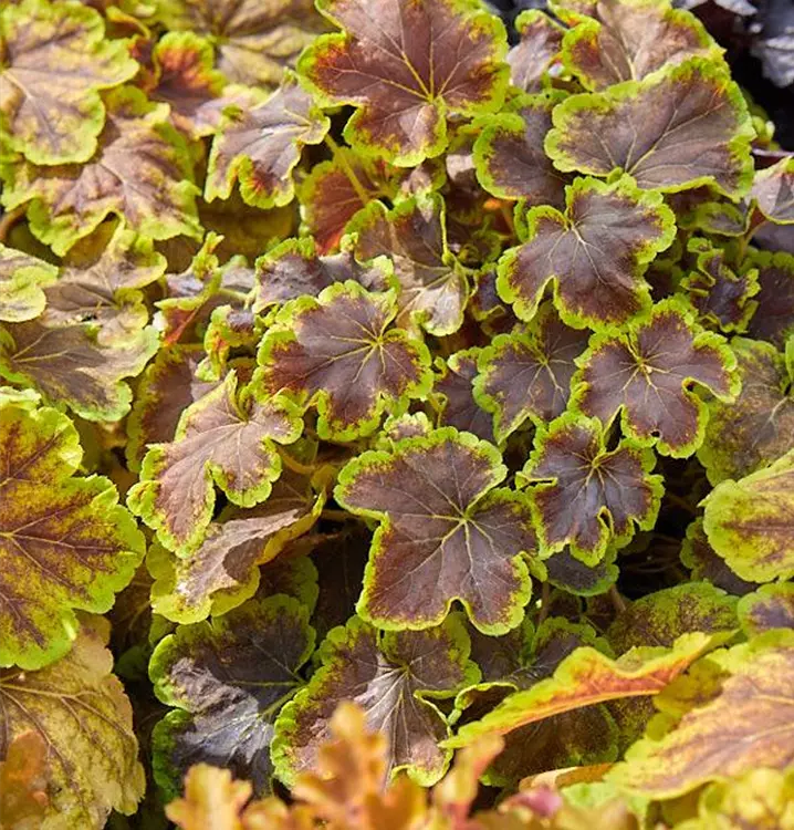 Heuchera