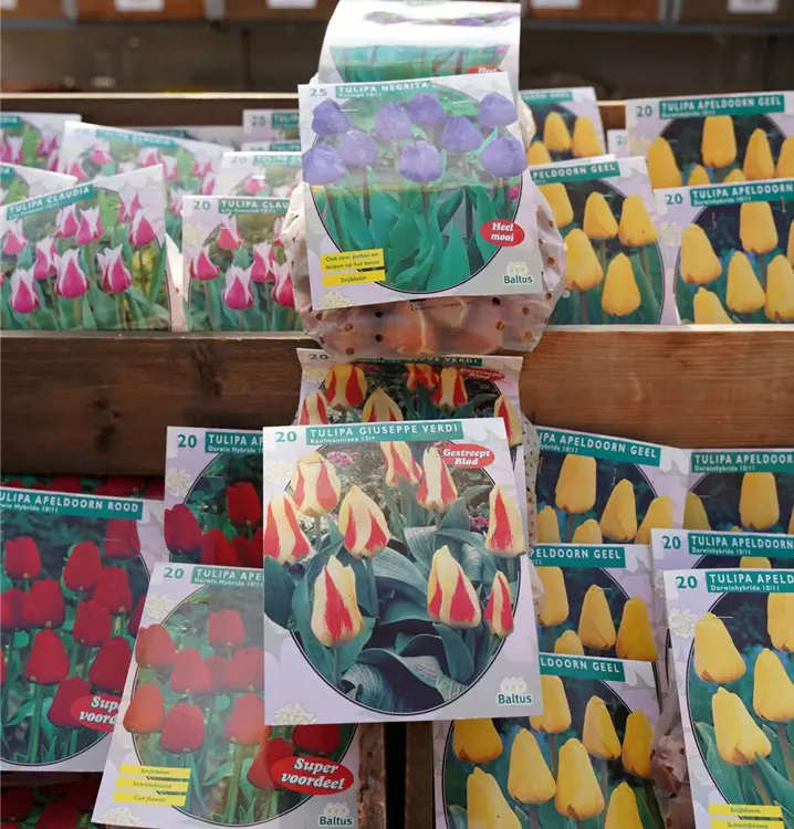 Tulipa
