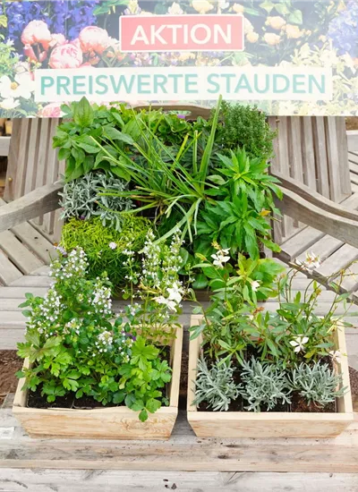 Aktionsstauden Aktionsstauden