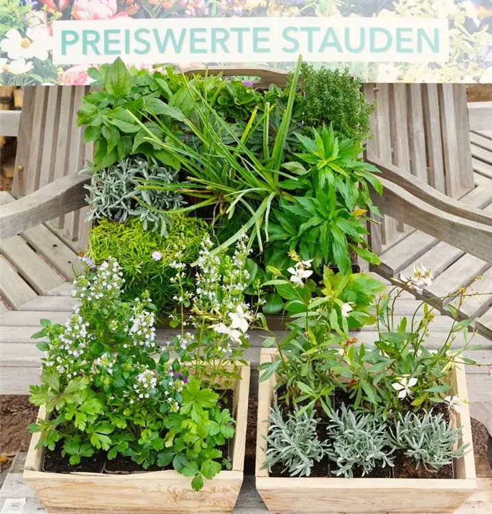 in Gärtnerqualität zu günstigen Preisen