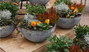 Zum Vergrößern klicken Bildvorschau