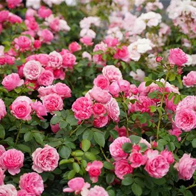 DSC06062.png DSC06024.jpg