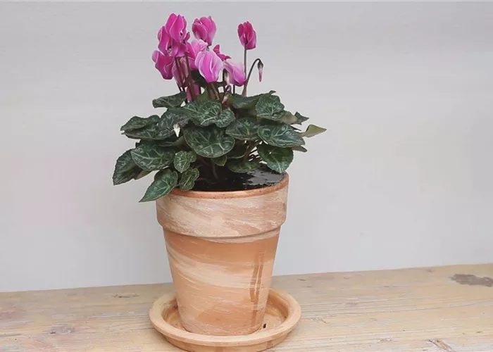 Alpenveilchen - Einpflanzen in ein Gefäß Alpenveilchen - Einpflanzen in ein Gefäß