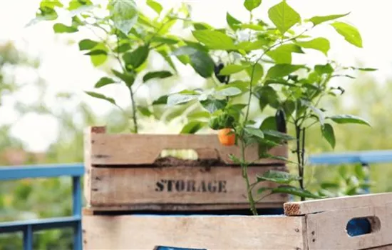 Alte Holzkisten als Pflanzgefäße Alte Holzkisten als Pflanzgefäße