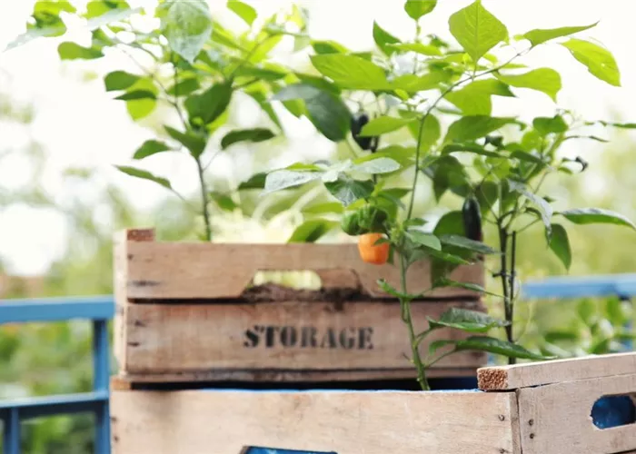 Alte Holzkisten als Pflanzgefäße Alte Holzkisten als Pflanzgefäße