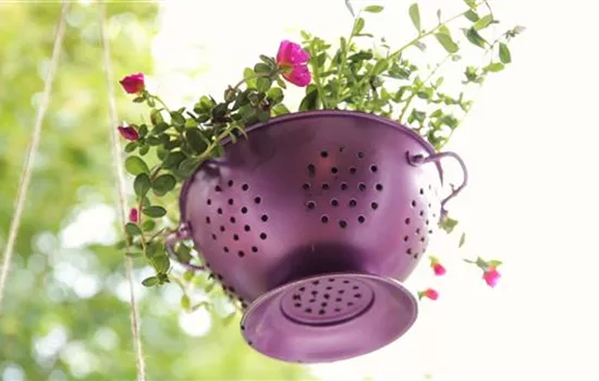 Alte Nudelsiebe als Pflanzgefäße Alte Nudelsiebe als Pflanzgefäße