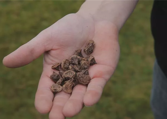 Anemonen - Blumenzwiebeln einpflanzen Anemonen - Blumenzwiebeln einpflanzen