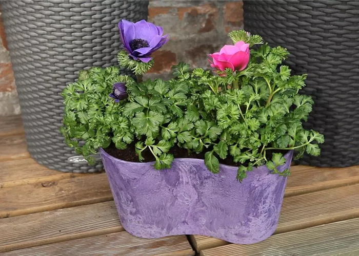 Anemonen - Einpflanzen in ein Gefäß Anemonen - Einpflanzen in ein Gefäß