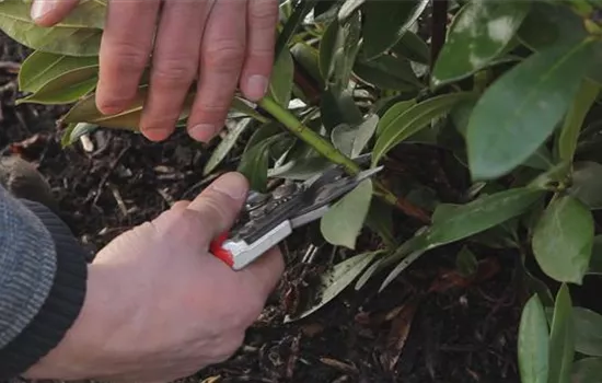 Rhododendron - Zurückschneiden im Frühling Rhododendron - Zurückschneiden im Frühling