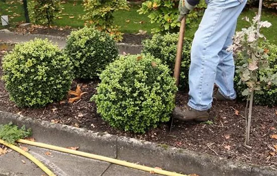 Buchsbaum - Umpflanzen Buchsbaum - Umpflanzen