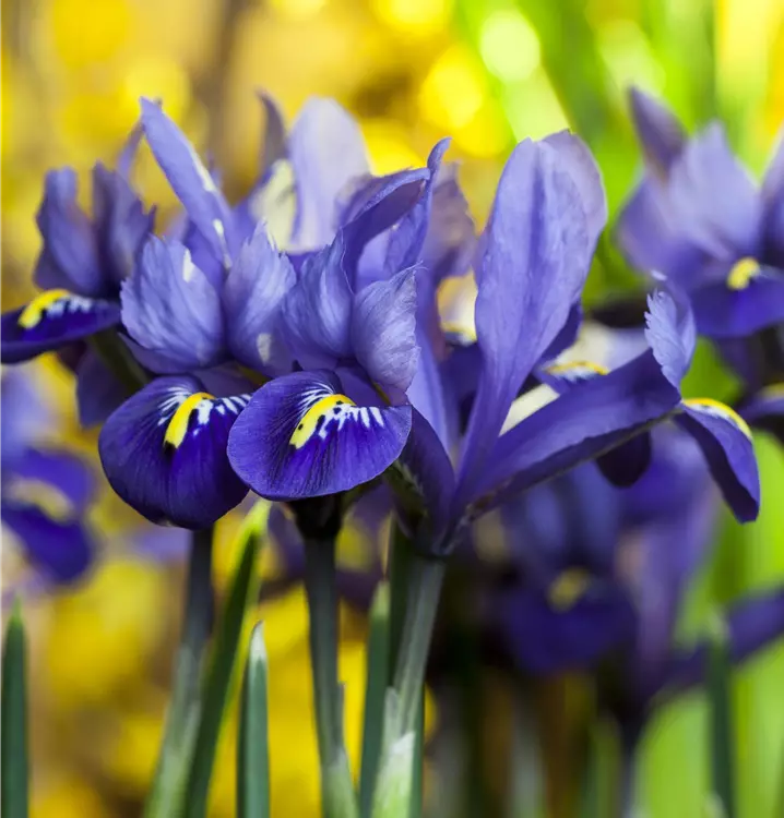 Iris reticulata