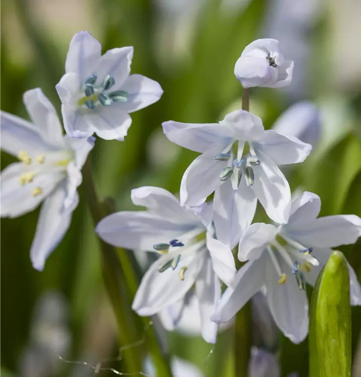 Scilia sibirica 'Alba'