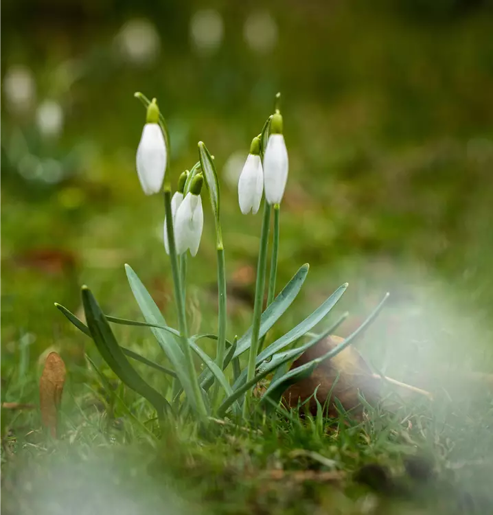 Galanthus nivalis