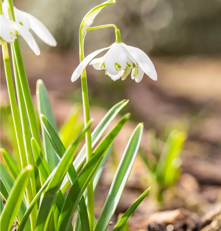 Galanthus hyppolita