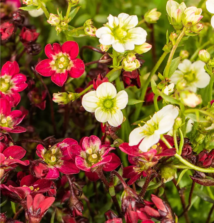 Saxifraga, Phlox, Nelken