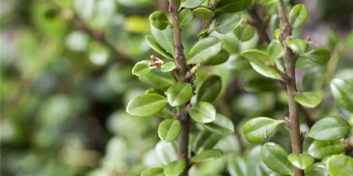 Alternative für Buchsbaum