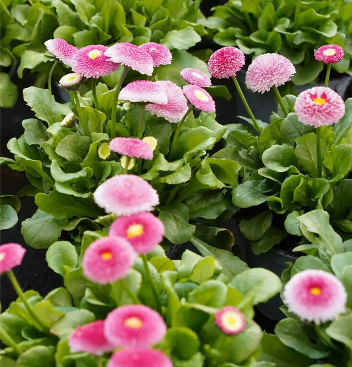 Bellis perennis