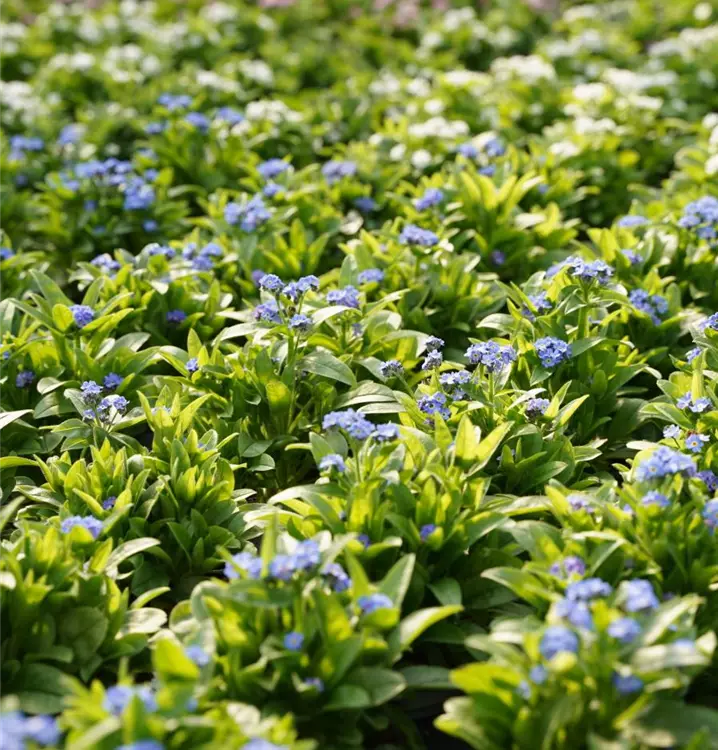 Myosotis sylvatica
