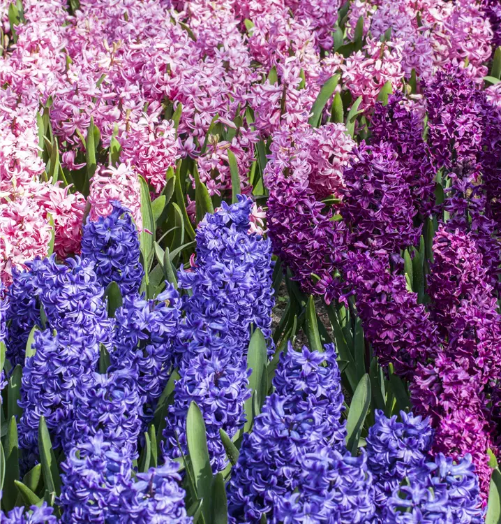 Hyacinthus orientalis