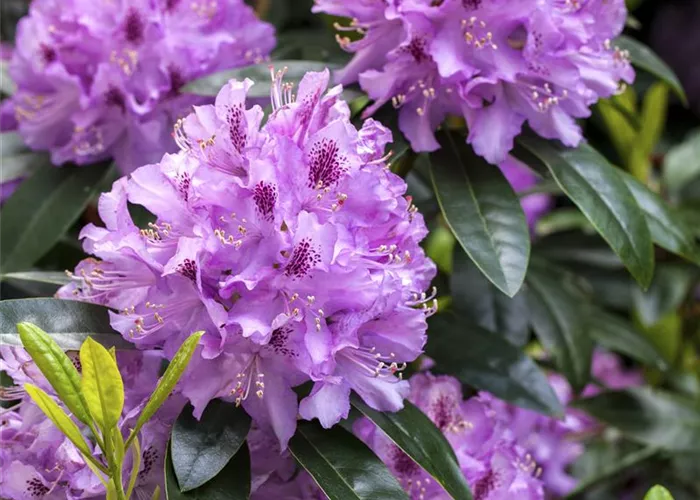 Rhododendron pflanzen