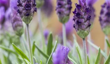 Bösen GmbH & Co.KG Bösen GmbH & Co.KG