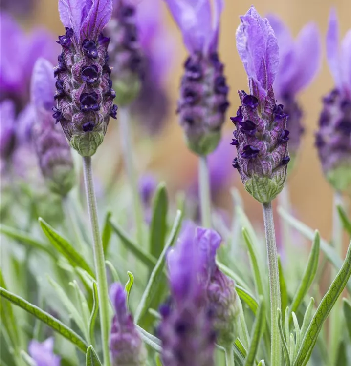 Lavandula stoechas Lavandula stoechas