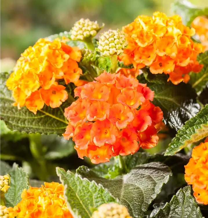 Lantana canara