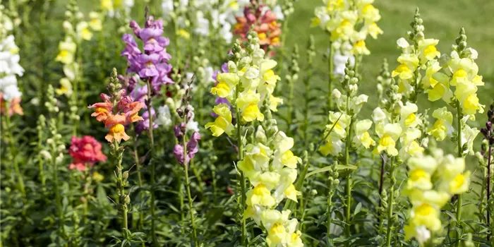 Blüten abstützen