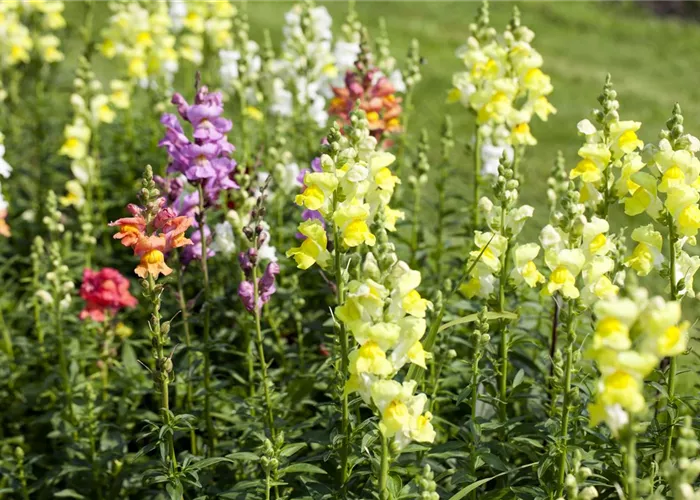 Blüten abstützen