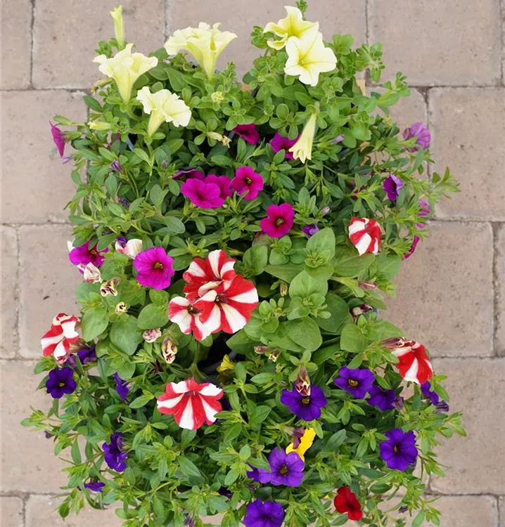 Duo oder Trio Duo oder Trio