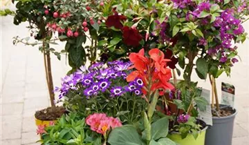 Zum Vergrößern klicken Bildvorschau