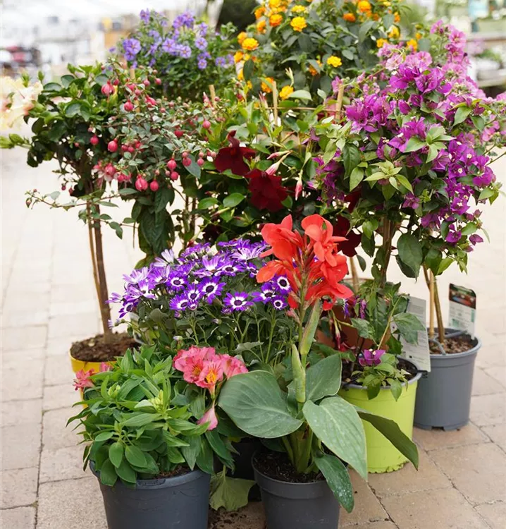 Sommerblüher als Stamm oder Solitär Sommerblüher als Stamm oder Solitär