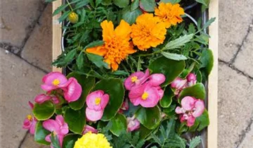 Zum Vergrößern klicken Bildvorschau