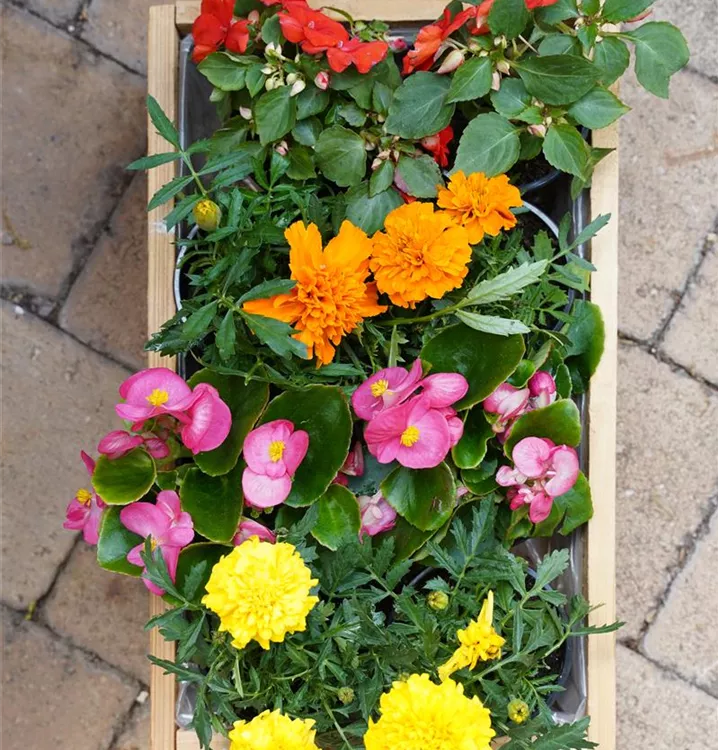 farbenfroh und ausdauernd farbenfroh und ausdauernd