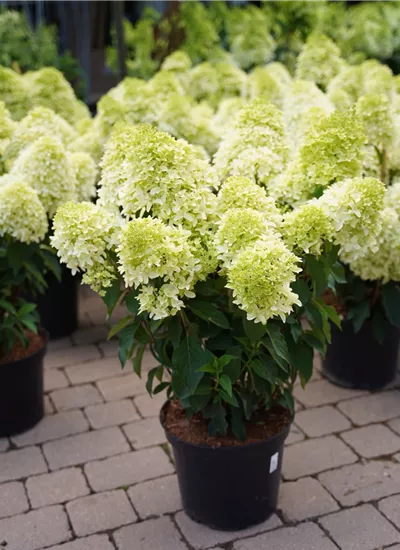 Rispenhortensie 'Skyfall' Rispenhortensie 'Skyfall'