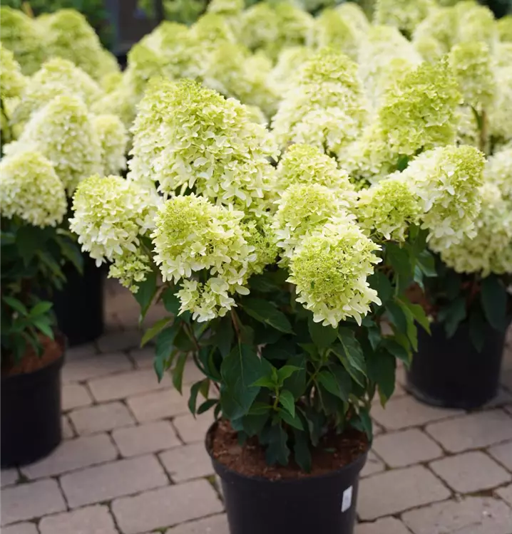Hydrangea paniculata 'Skyfall'